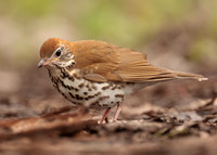 Wood Thrush Hylocichla mustelina
