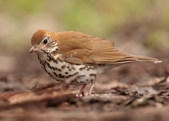 Wood Thrush Hylocichla mustelina