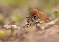 Wood Thrush Hylocichla mustelina