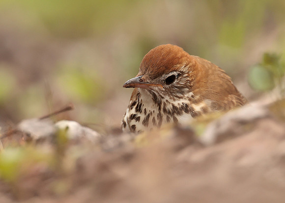 Wood Thrush Hylocichla mustelina