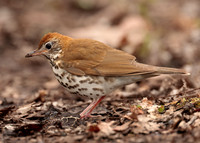 Wood Thrush Hylocichla mustelina