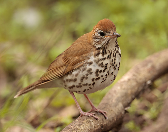 Wood Thrush Hylocichla mustelina