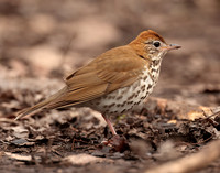Wood Thrush Hylocichla mustelina