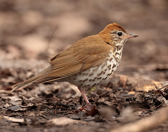 Wood Thrush Hylocichla mustelina