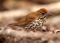 Wood Thrush Hylocichla mustelina