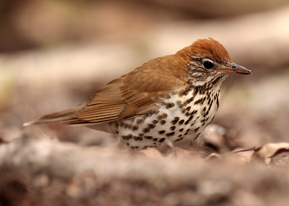 Wood Thrush Hylocichla mustelina