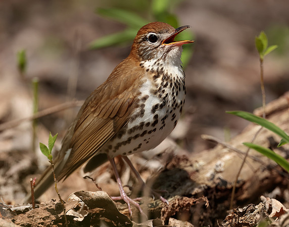 Wood Thrush Hylocichla mustelina