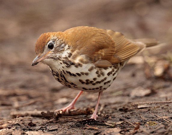 Wood Thrush Hylocichla mustelina