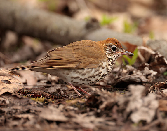 Wood Thrush Hylocichla mustelina