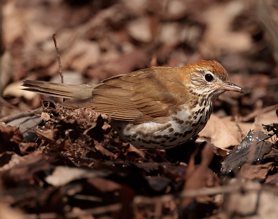 Wood Thrush Hylocichla mustelina