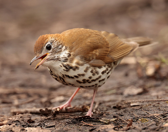 Wood Thrush Hylocichla mustelina