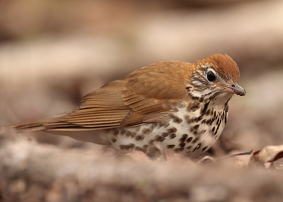 Wood Thrush Hylocichla mustelina