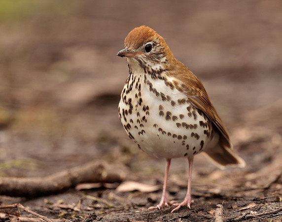 Wood Thrush Hylocichla mustelina