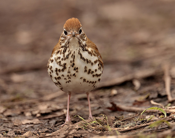 Wood Thrush Hylocichla mustelina