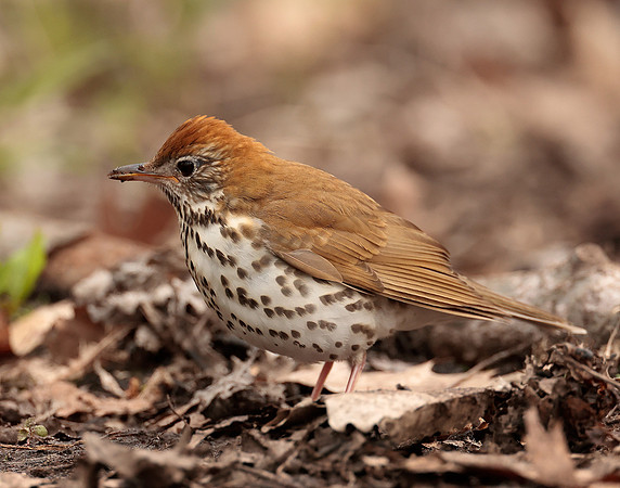 Wood Thrush Hylocichla mustelina