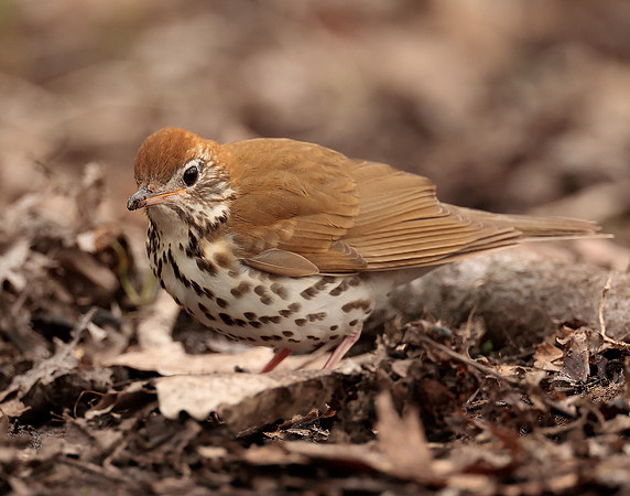 Wood Thrush Hylocichla mustelina