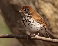 Wood Thrush Hylocichla mustelina