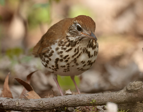 Wood Thrush Hylocichla mustelina