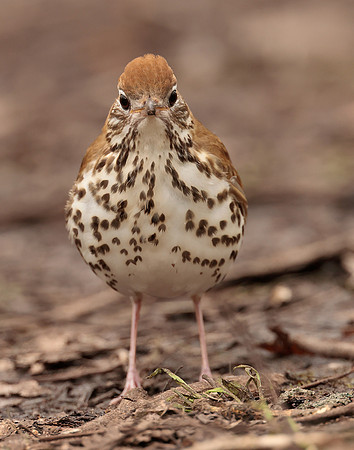 Wood Thrush Hylocichla mustelina
