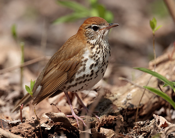 Wood Thrush Hylocichla mustelina