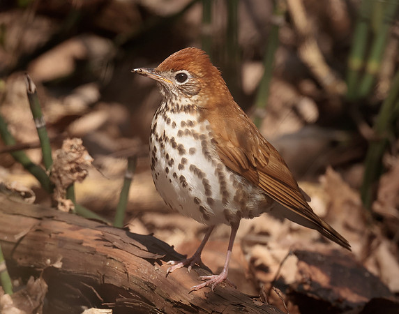 Wood Thrush Hylocichla mustelina