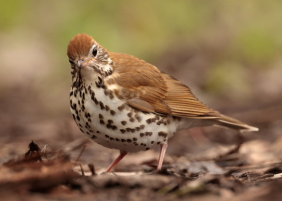 Wood Thrush Hylocichla mustelina