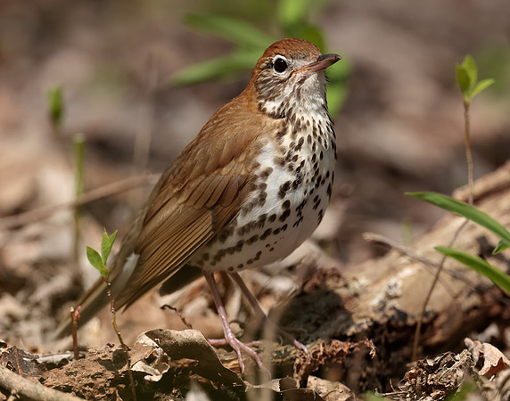 Wood Thrush Hylocichla mustelina
