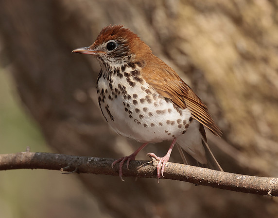 Wood Thrush Hylocichla mustelina