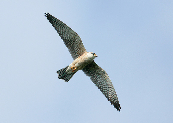 Red-footed Falcon Falco vespertinus
