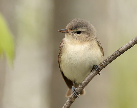 Warbling Vireo Vireo gilvus