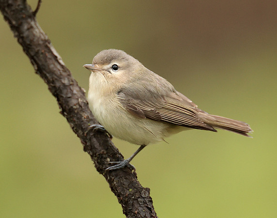 Warbling Vireo Vireo gilvus