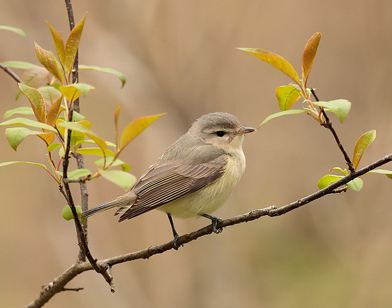 Warbling Vireo Vireo gilvus