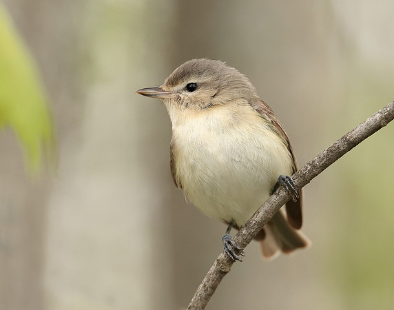 Warbling Vireo Vireo gilvus