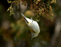 Tennesee Warbler Leiothlypis peregrina
