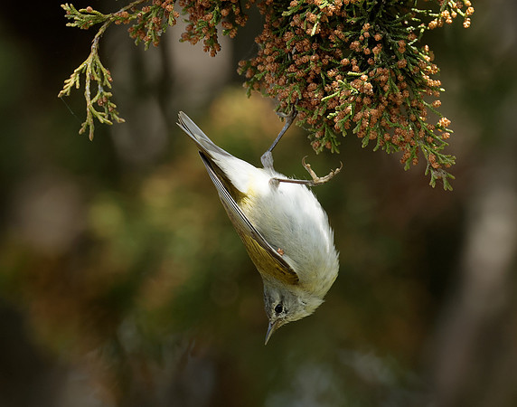 Tennesee Warbler Leiothlypis peregrina