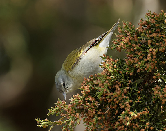 Tennesee Warbler Leiothlypis peregrina