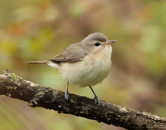Warbling Vireo Vireo gilvus