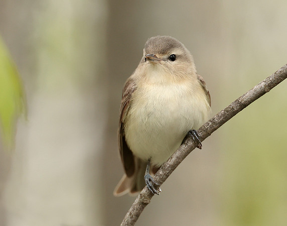 Warbling Vireo Vireo gilvus