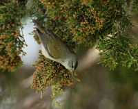 Tennesee Warbler Leiothlypis peregrina