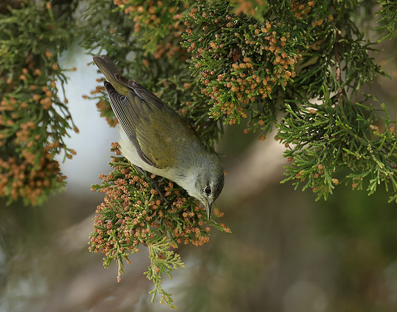 Tennesee Warbler Leiothlypis peregrina