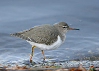 Spotted Sandpiper Actitis macularia