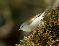 Tennesee Warbler Leiothlypis peregrina