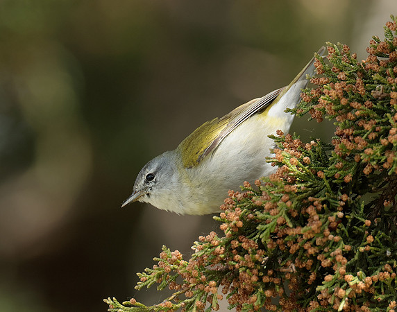 Tennesee Warbler Leiothlypis peregrina