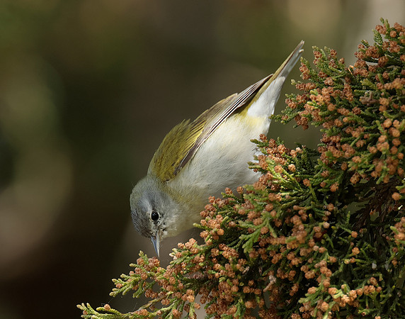 Tennesee Warbler Leiothlypis peregrina
