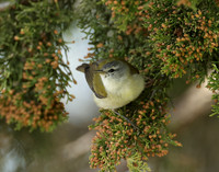 Tennesee Warbler Leiothlypis peregrina