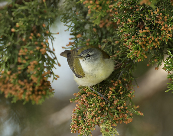 Tennesee Warbler Leiothlypis peregrina