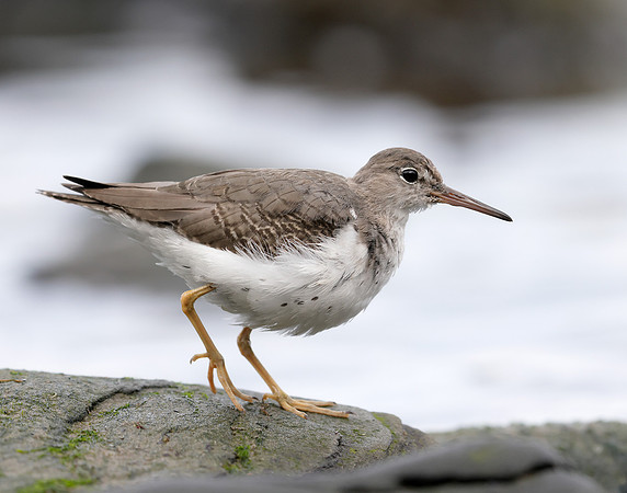 Spotted Sandpiper Actitis macularia. Croy Beach Ayrshire March 2