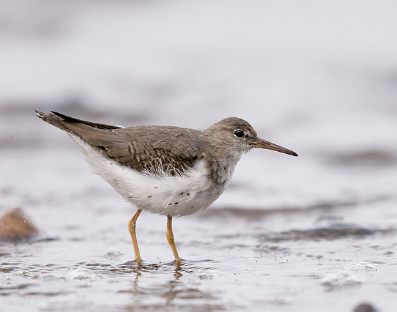 Spotted Sandpiper Actitis macularia. Croy Beach Ayrshire March 2