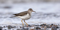 Spotted Sandpiper Actitis macularius. Croy Beach, Ayrshire March