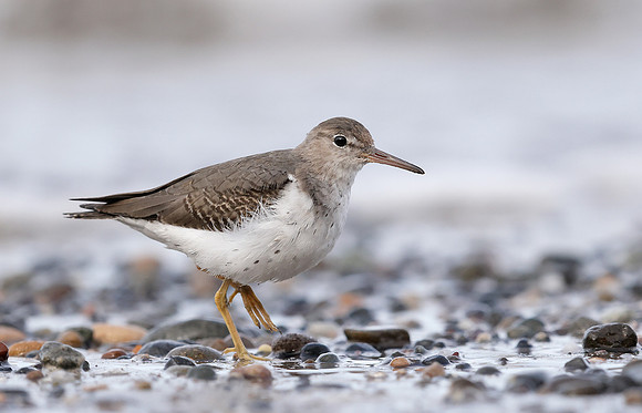 Spotted Sandpiper Actitis macularia. Croy Beach Ayrshire March 2